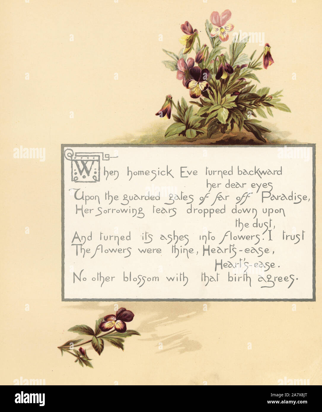 Heartsease, Viola tricolor, with calligraphic poem in box. Chromolithograph by Louis Prang  from Alice Ward Bailey's Flower Fancies, Boston, 1889. Illustrated by Lucy Baily, Eleanor Ecob Morse, Olive Whitney, Ellen Fisher, Fidelia Bridges, C. Ryan and F. Schuyler Mathews. Stock Photo
