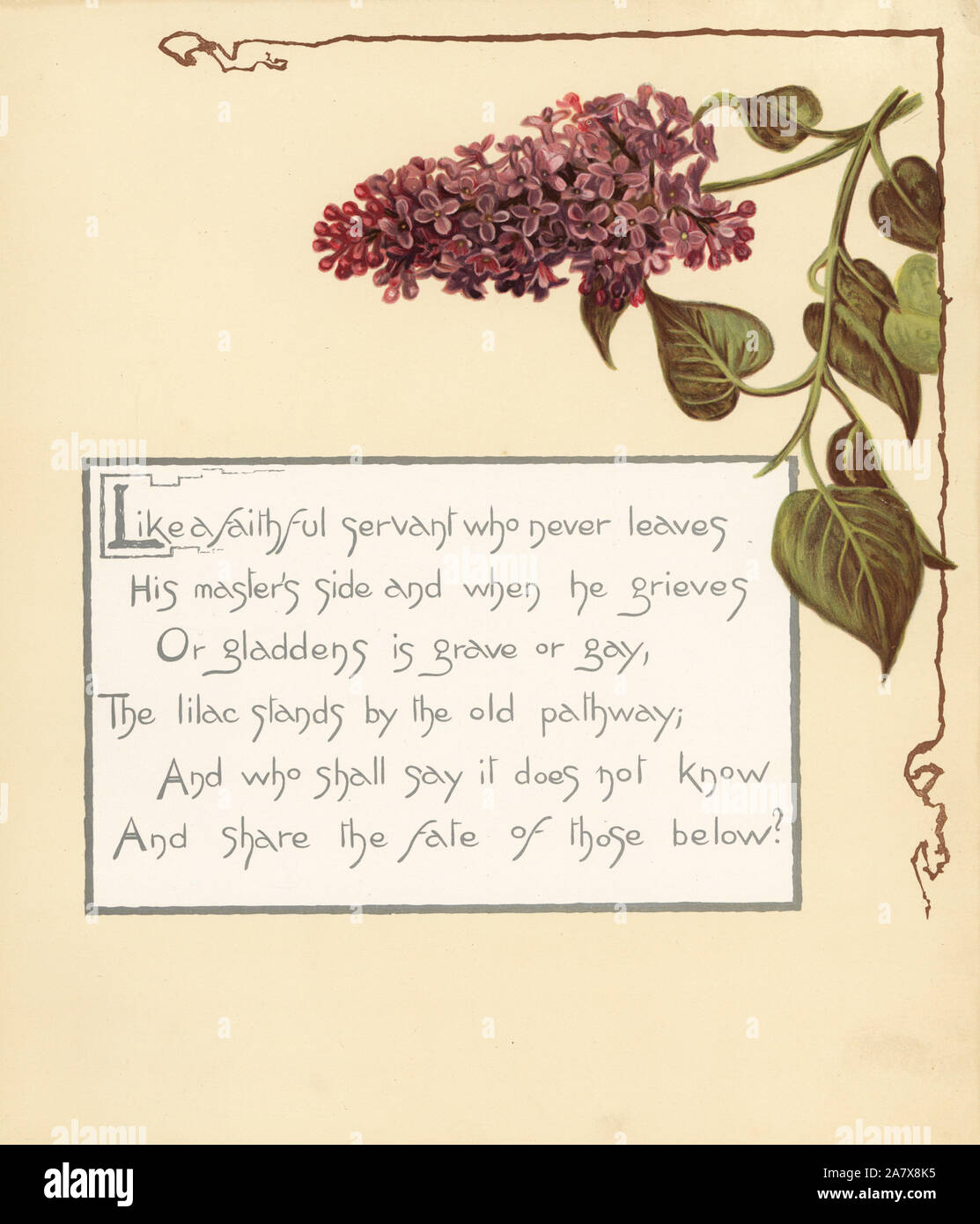Lilac, Syringa vulgaris, and calligraphic poem. Chromolithograph by Louis Prang from Alice Ward Bailey's Flower Fancies, Boston, 1889. Illustrated by Lucy Baily, Eleanor Ecob Morse, Olive Whitney, Ellen Fisher, Fidelia Bridges, C. Ryan and F. Schuyler Mathews. Stock Photo