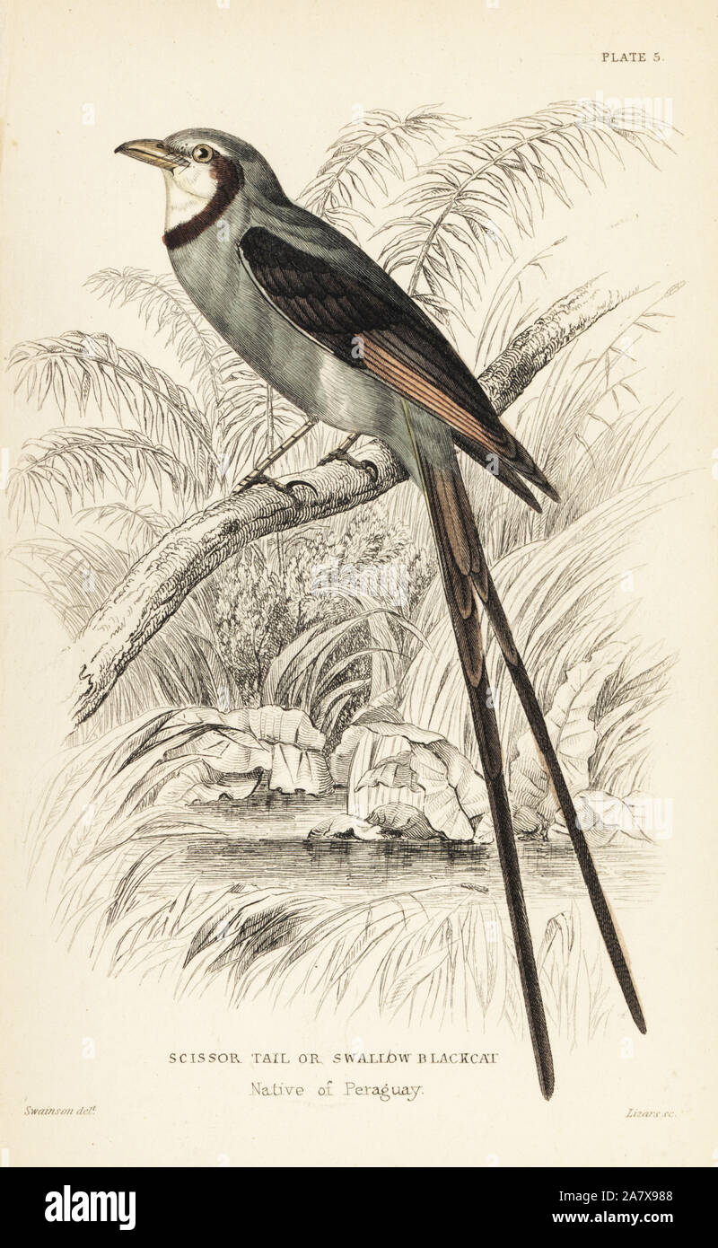 Streamer-tailed tyrant, Gubernetes yetapa (Scissortail or swallow blackcap, Gubernetes forficatus). Handcoloured steel engraving by William Lizars after an illustration by William Swainson from Sir William Jardine's Naturalist's Library: Ornithology: Flycatchers, Edinburgh, W.H. Lizars, 1836. Stock Photo