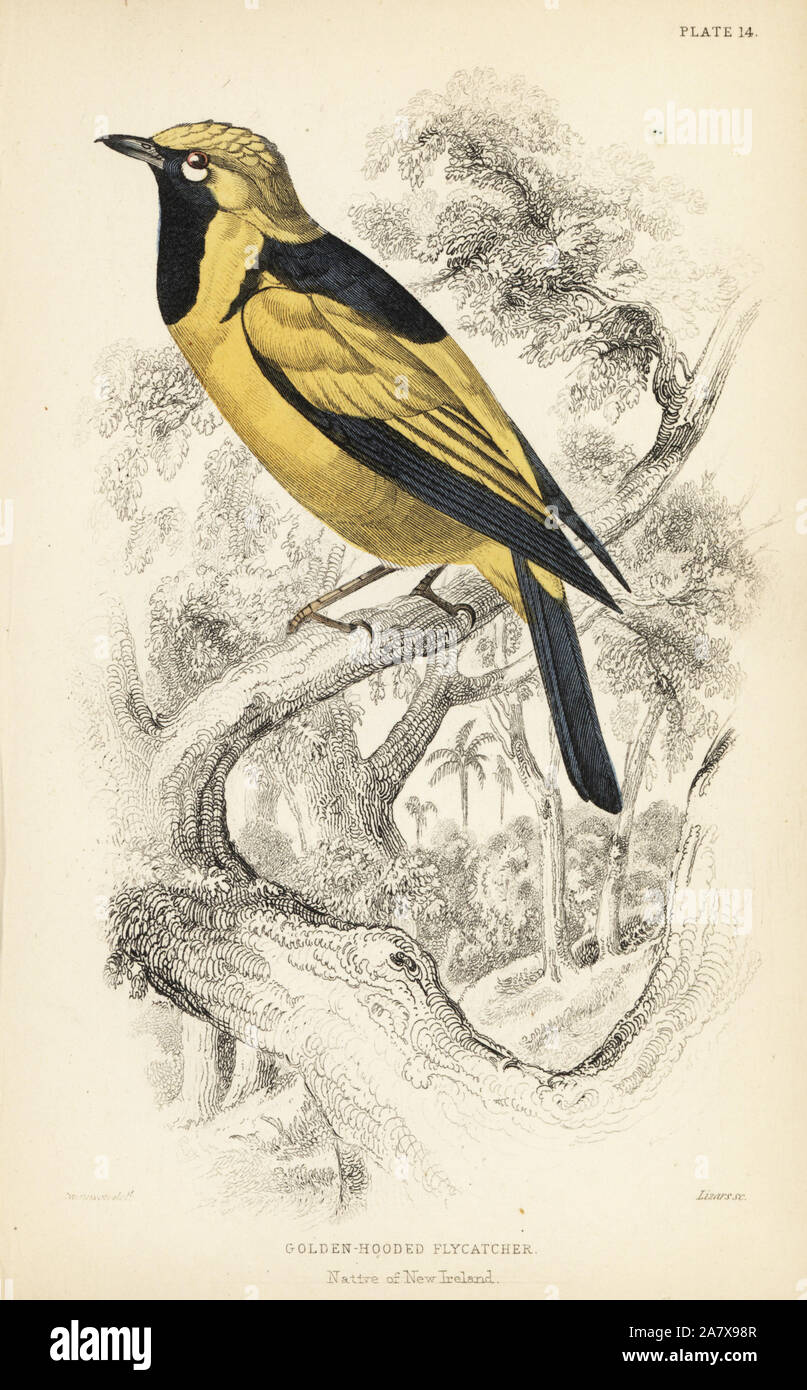 Golden monarch, Carterornis chrysomela (Golden-hooded flycatcher, Monacha chrysomela). Handcoloured steel engraving by William Lizars after an illustration by William Swainson from Sir William Jardine's Naturalist's Library: Ornithology: Flycatchers, Edinburgh, W.H. Lizars, 1836. Stock Photo