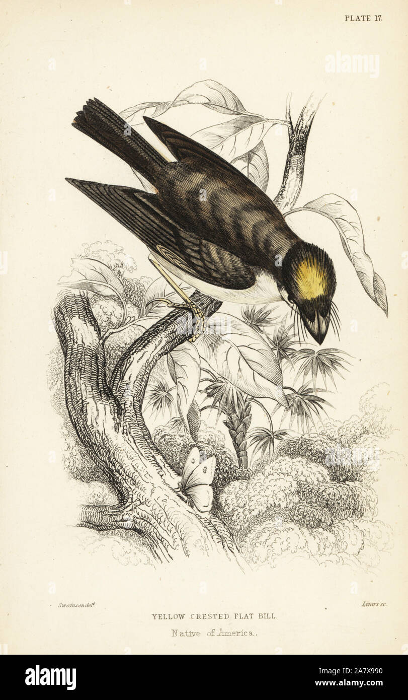 White-throated spadebill, Platyrinchus mystaceus (Yellow-crested flat-bill, Platyrinchus  cancromus). Handcoloured steel engraving by William Lizars after an illustration by William Swainson from Sir William Jardine's Naturalist's Library: Ornithology: Flycatchers, Edinburgh, W.H. Lizars, 1836. Stock Photo