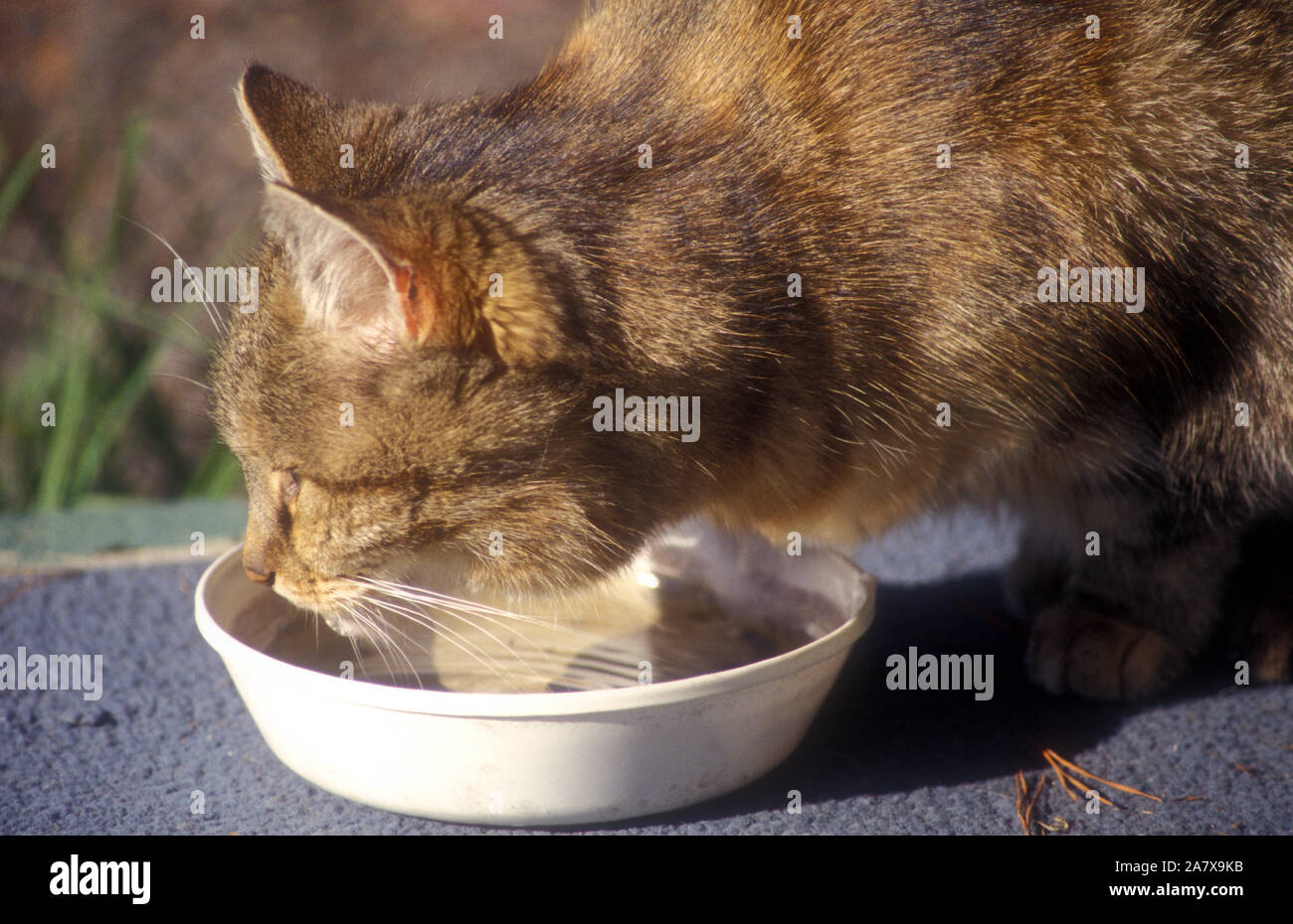 CLOSE-UP OF A TABBY CAT ABOUT TO HAVE A DRINK Stock Photo
