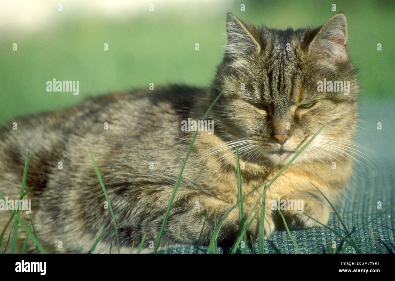 CLOSE-UP OF A TABBY CAT RESTING ON A BLANKET OUTDOORS. Stock Photo