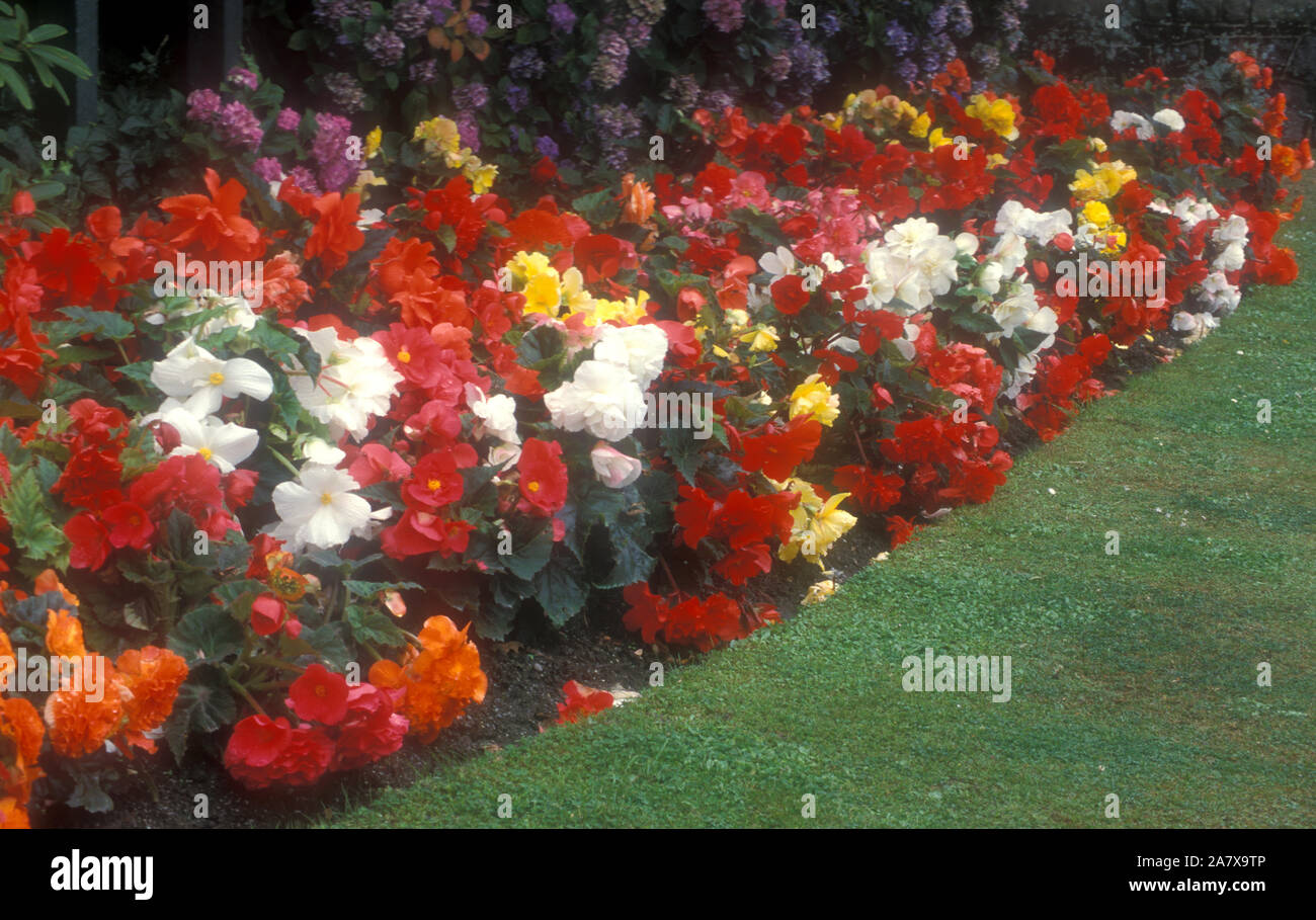 COLOURFUL GARDEN BED OF BEGONIAS, NEW ZEALAND Stock Photo