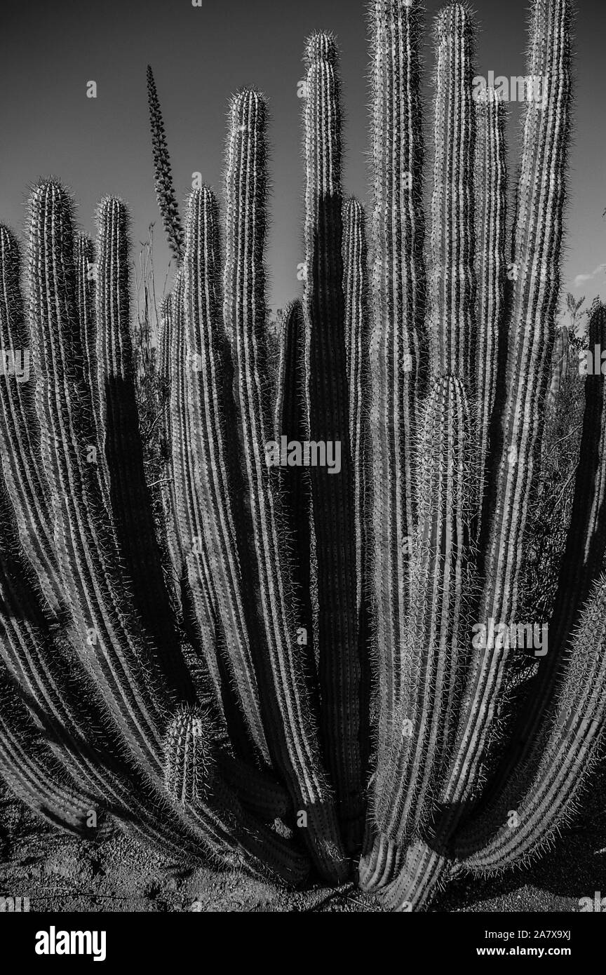 Organ Pipe Cactus Stock Photo