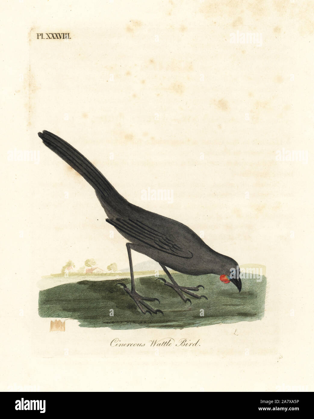 South Island (New Zealand) kokako, Callaeas cinerea cinerea, declared extinct in 2007 (Cinereous wattle bird, Calloeas cinerea). Handcoloured copperplate drawn and engraved by John Latham from his own A General History of Birds, Winchester, 1822. Stock Photo