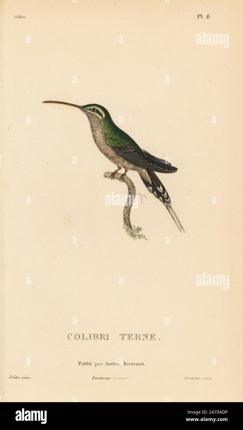 Dusky-throated hermit, Phaethornis squalidus (Trochilus squalidus). Handcolored steel engraving by Coutant after an illustration by Jean-Gabriel Pretre from Rene Primevere Lesson's Natural History of the Colibri Genus of Hummingbirds, Histoire Naturelle des Colibris, Arthus Betrand, Paris, 1830. Stock Photo