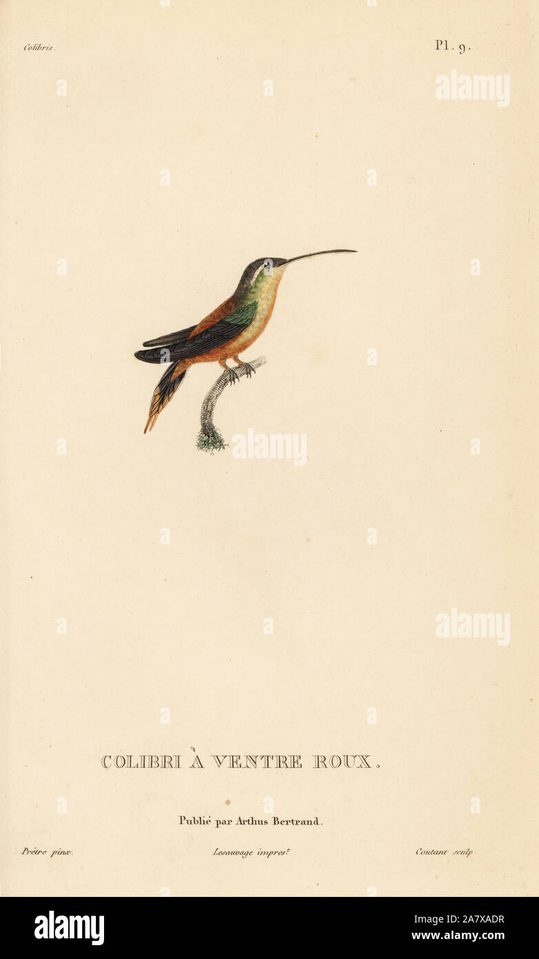 Rufous-breasted hermit, Glaucis hirsutus (Trochilus rufigaster). Handcolored steel engraving by Coutant after an illustration by Jean-Gabriel Pretre from Rene Primevere Lesson's Natural History of the Colibri Genus of Hummingbirds, Histoire Naturelle des Colibris, Arthus Betrand, Paris, 1830. Stock Photo