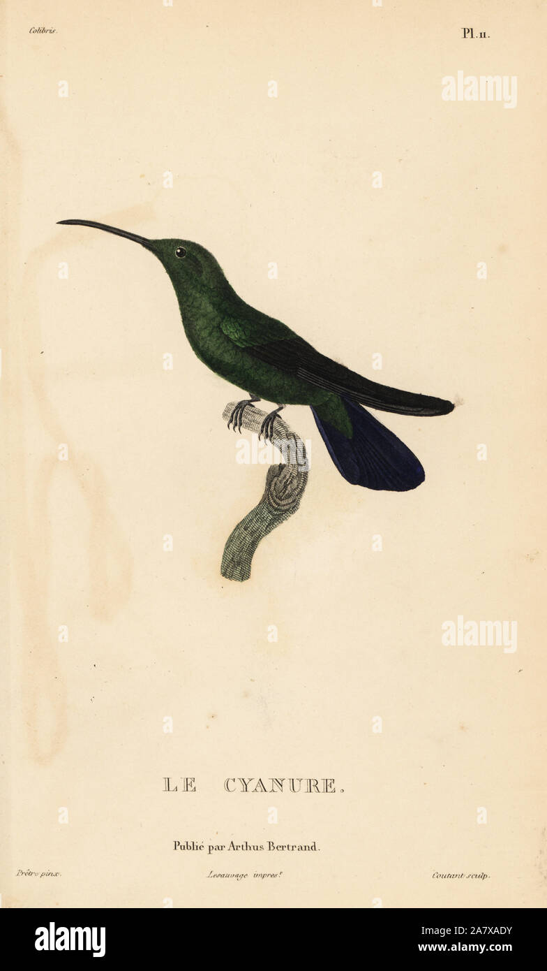 Green mango hummingbird, Anthracothorax viridis (Trochilus viridis). Male. Handcolored steel engraving by Coutant after an illustration by Jean-Gabriel Pretre from Rene Primevere Lesson's Natural History of the Colibri Genus of Hummingbirds, Histoire Naturelle des Colibris, Arthus Betrand, Paris, 1830. Stock Photo