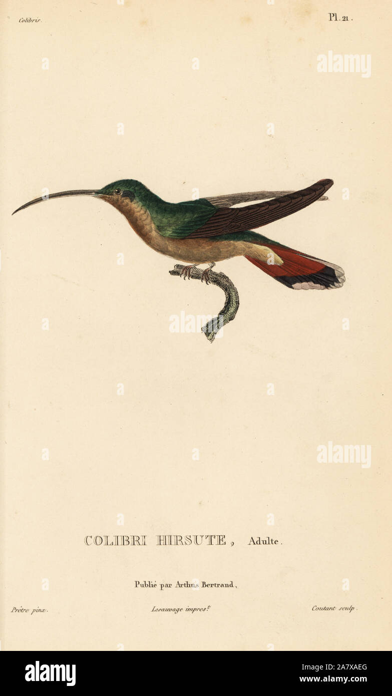 Rufous-breasted hermit, Glaucis hirsutus (Trochilus hirsutus). Adult male.  Handcolored steel engraving by Coutant after an illustration by Jean-Gabriel Pretre from Rene Primevere Lesson's Natural History of the Colibri Genus of Hummingbirds, Histoire Naturelle des Colibris, Arthus Betrand, Paris, 1830. Stock Photo