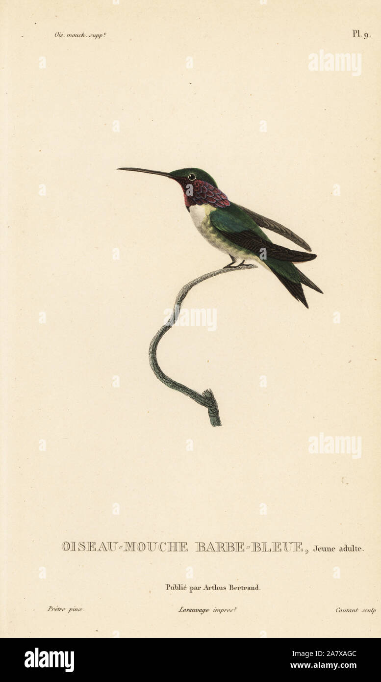 White-bellied woodstar, Chaetocercus mulsant (Ornismya cyanopogon), juvenile. Handcolored steel engraving by Coutant after an illustration by Jean-Gabriel Pretre from Rene Primevere Lesson's Natural History of the Colibri Genus of Hummingbirds, Histoire Naturelle des Colibris, Arthus Betrand, Paris, 1830. Stock Photo