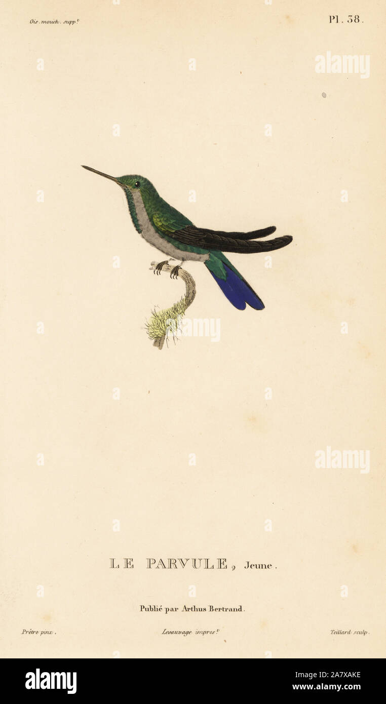 Canivet's emerald, Chlorostilbon canivetii (Ornismya canivetti). Almost adult. Handcolored steel engraving by Coutant after an illustration by Jean-Gabriel Pretre from Rene Primevere Lesson's Natural History of the Colibri Genus of Hummingbirds, Histoire Naturelle des Colibris, Arthus Betrand, Paris, 1830. Stock Photo