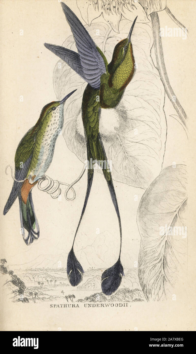 Booted racket-tail, Ocreatus underwoodii (Trochilus Spathura underwoodii). Male in flight and female on plant tendril. Handcoloured steel engraving from W.C.L. Martin's A General History of Humming-birds or the Trochilidae,  Bohn, London, 1852. Stock Photo
