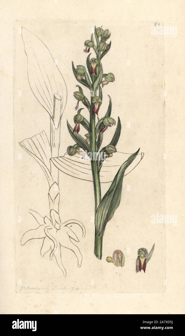 Frog orchid, Dactylorhiza viridis (Frog satyrion or orchis, Satyrium viride). Handcoloured copperplate engraving after an illustration by James Sowerby from James Smith's English Botany, London, 1793. Stock Photo