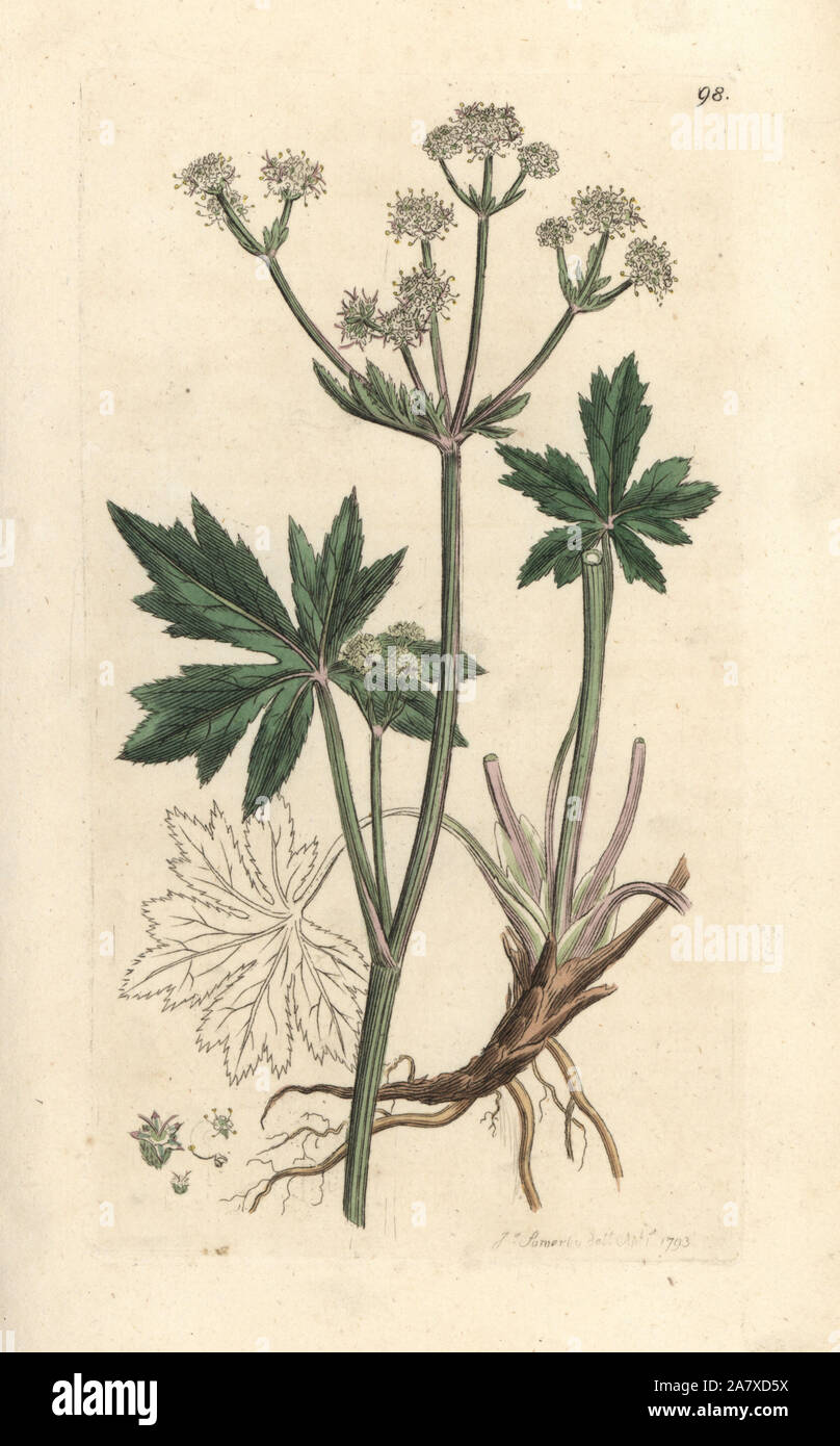 Wood sanicle, Sanicula europaea. Handcoloured copperplate engraving after an illustration by James Sowerby from James Smith's English Botany, London, 1793. Stock Photo