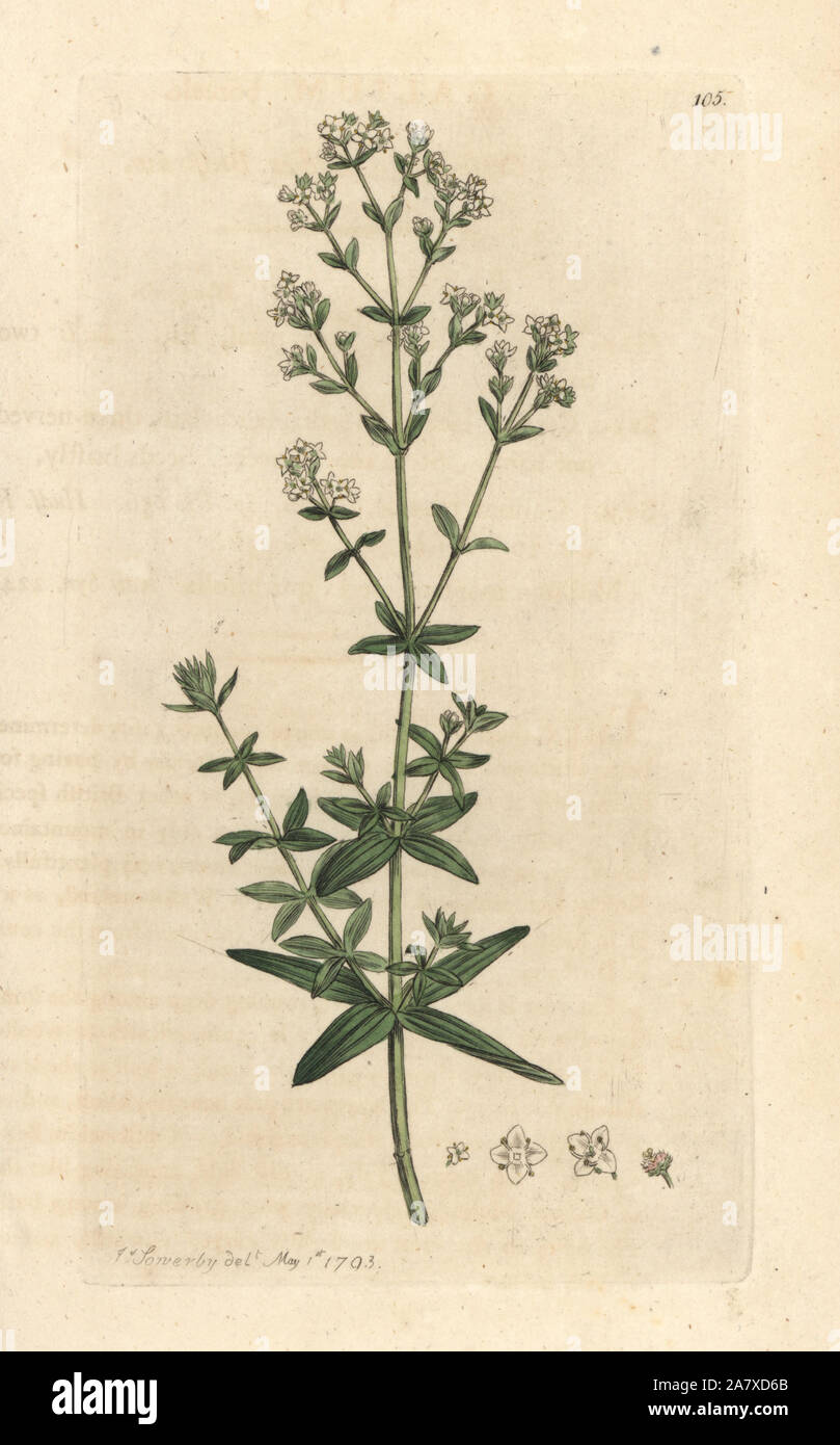 Cross-leaved ladies bedstraw, Galium boreale. Handcoloured copperplate engraving after an illustration by James Sowerby from James Smith's English Botany, London, 1793. Stock Photo