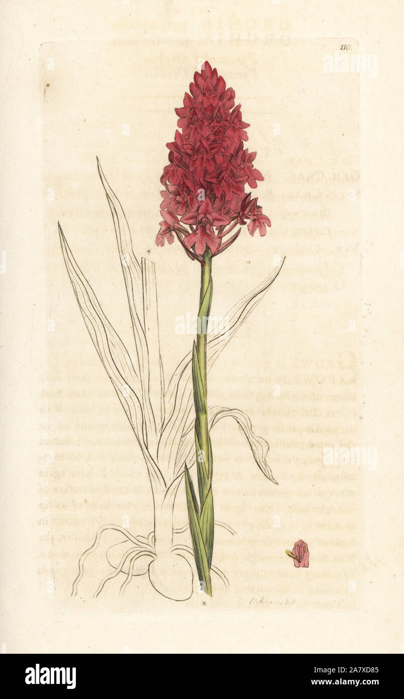 Pyramidal orchid, Anacamptis pyramidalis (Pyramidal orchis, Orchis pyramidalis). Handcoloured copperplate engraving after an illustration by James Sowerby from James Smith's English Botany, London, 1793. Stock Photo