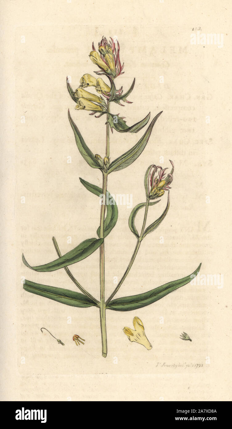 Common cow-wheat, Melampyrum pratense. Handcoloured copperplate engraving after an illustration by James Sowerby from James Smith's English Botany, London, 1793. Stock Photo