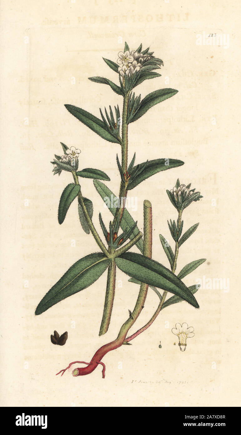 Field gromwell, Buglossoides arvensis (Lithospermum arvense). Handcoloured copperplate engraving after an illustration by James Sowerby from James Smith's English Botany, London, 1793. Stock Photo