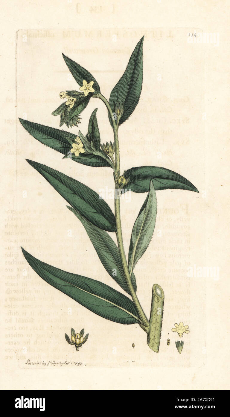 Common gromwell, Lithospermum officinale. Handcoloured copperplate engraving after an illustration by James Sowerby from James Smith's English Botany, London, 1793. Stock Photo