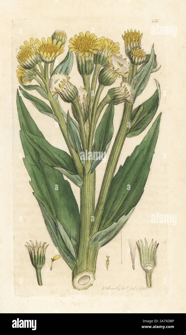 Marsh fleawort or swamp ragwort, Tephroseris palustris (Cineraria palustris). Handcoloured copperplate engraving by James Sowerby from James Smith's English Botany, London, 1793. Stock Photo