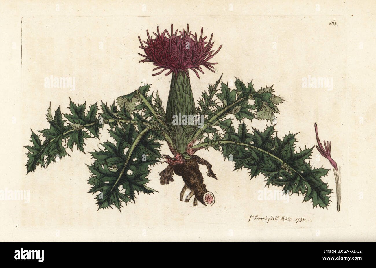 Dwarf thistle, Cirsium acaulon (Carduus acaulis). Handcoloured copperplate engraving by James Sowerby from James Smith's English Botany, London, 1794. Stock Photo