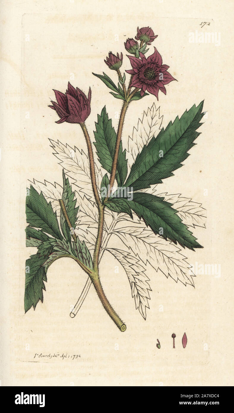 Marsh cinquefoil, Comarum palustre. Handcoloured copperplate engraving by James Sowerby from James Smith's English Botany, London, 1794. Stock Photo