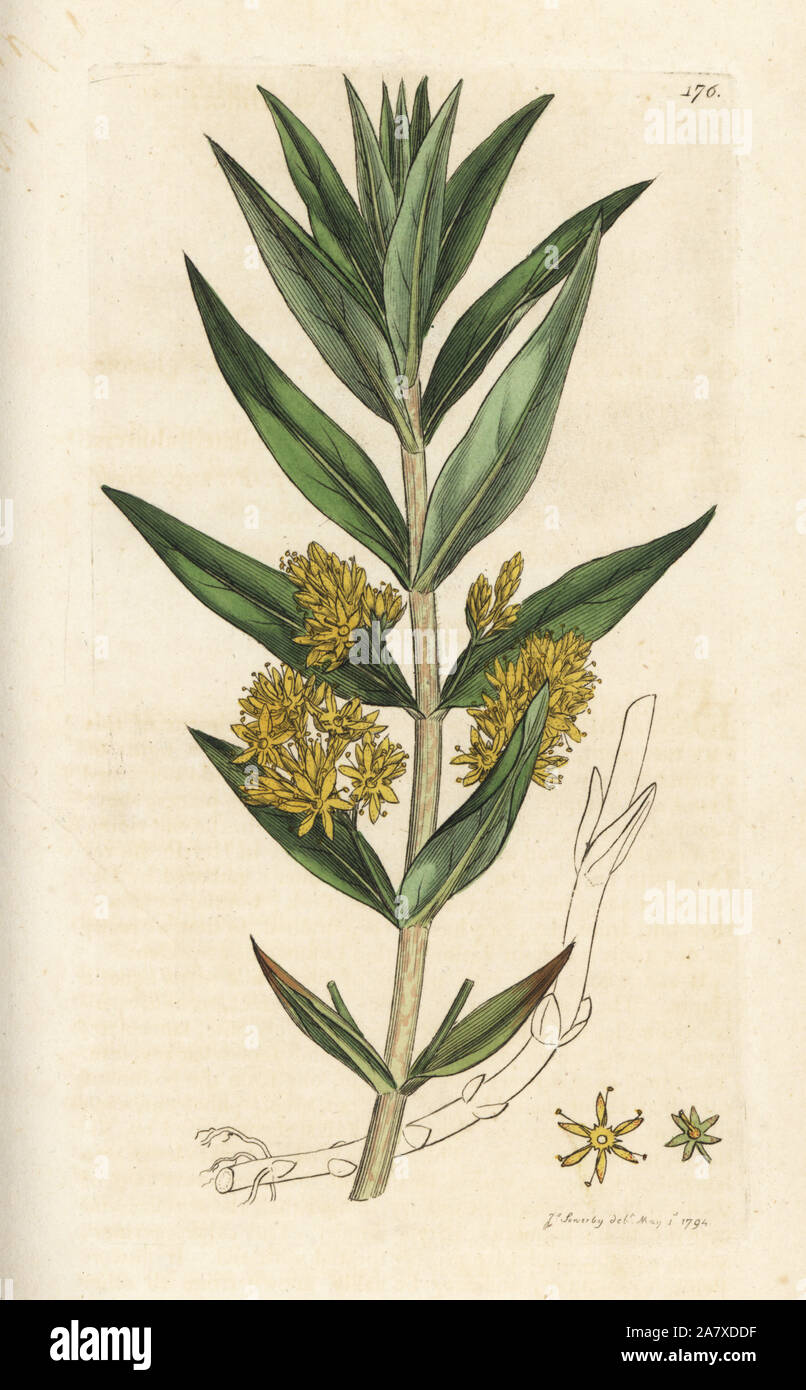 Tufted loosestrife, Lysimachia thyrsiflora. Handcoloured copperplate engraving by James Sowerby from James Smith's English Botany, London, 1794. Stock Photo