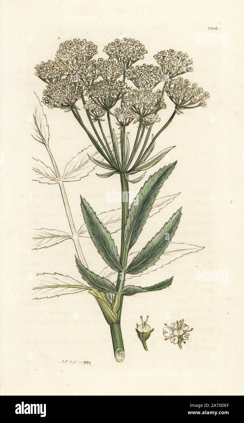 Great water-parsnip or broad-leaved water parsnep, Sium latifolium. Handcoloured copperplate engraving by James Sowerby from James Smith's English Botany, London, 1794. Stock Photo