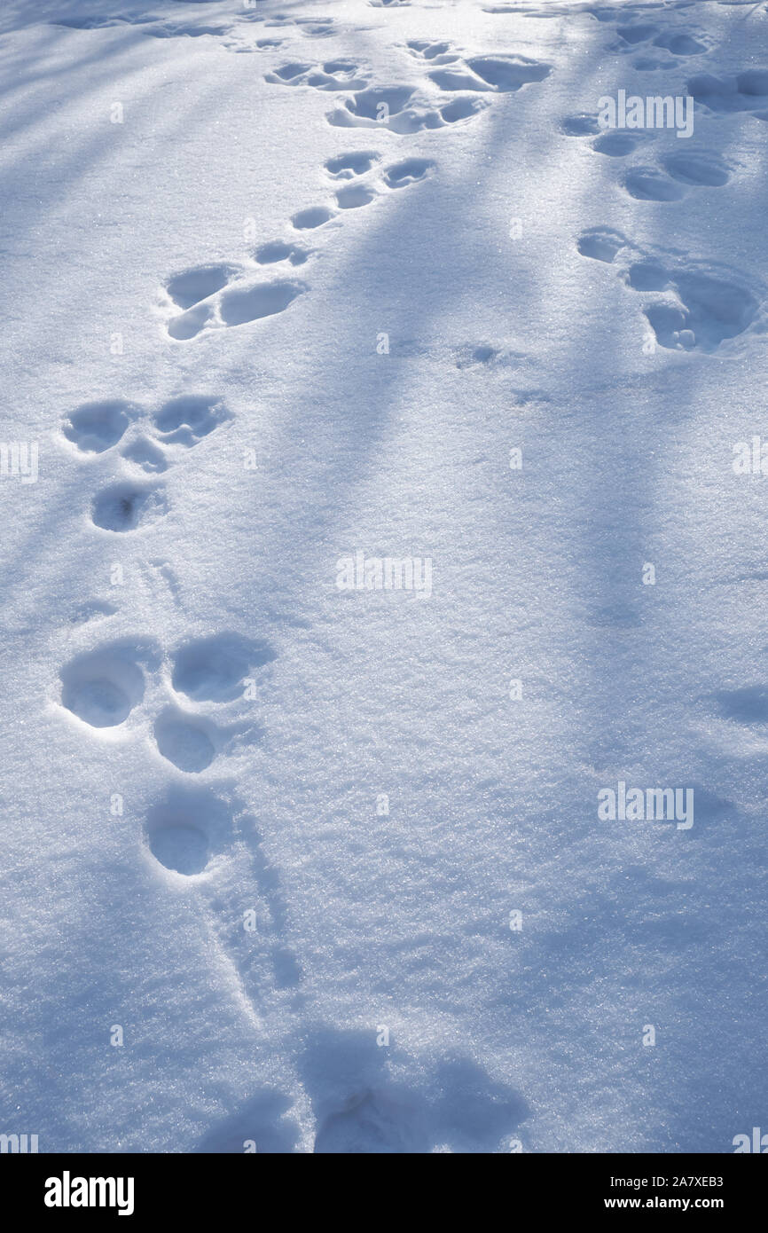 Chain of hare footprints in the snow. Natural winter background Stock ...