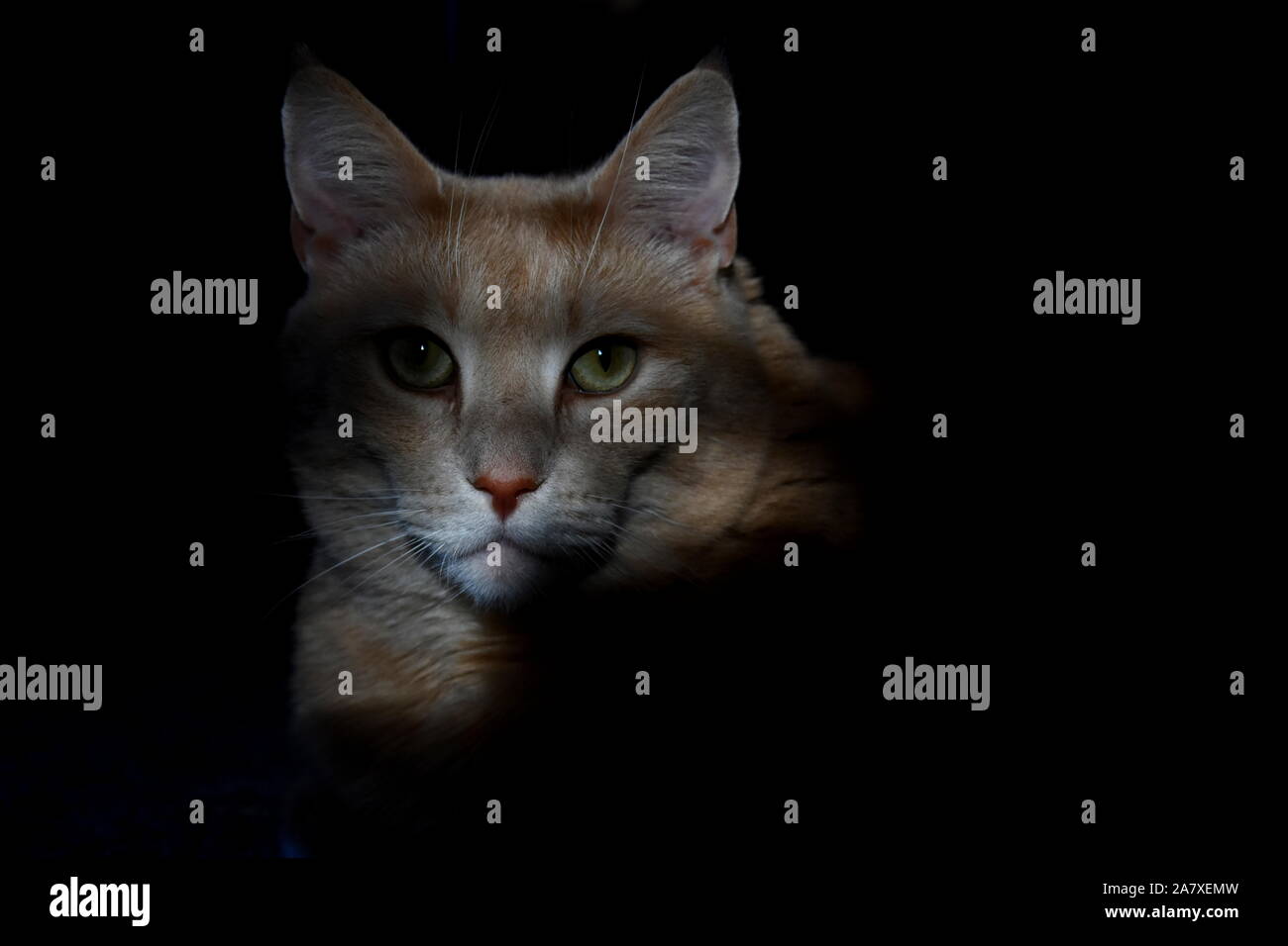Shadowy Cat Portrait Stock Photo