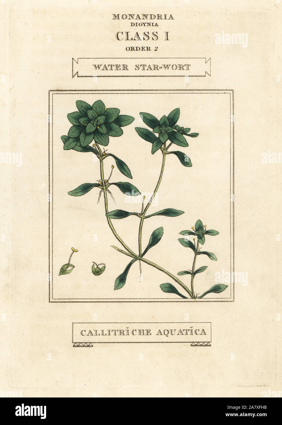 Water starwort, Callitriche palustris (Callitriche aquatica). Handcoloured copperplate engraving after an illustration by Richard Duppa from his The Classes and Orders of the Linnaean System of Botany, Longman, Hurst, London, 1816. Stock Photo