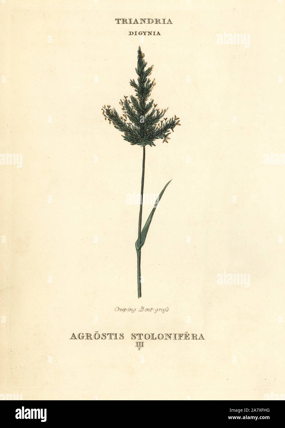 Creeping bentgrass, Agrostis stolonifera. Handcoloured copperplate engraving after an illustration by Richard Duppa from his The Classes and Orders of the Linnaean System of Botany, Longman, Hurst, London, 1816. Stock Photo