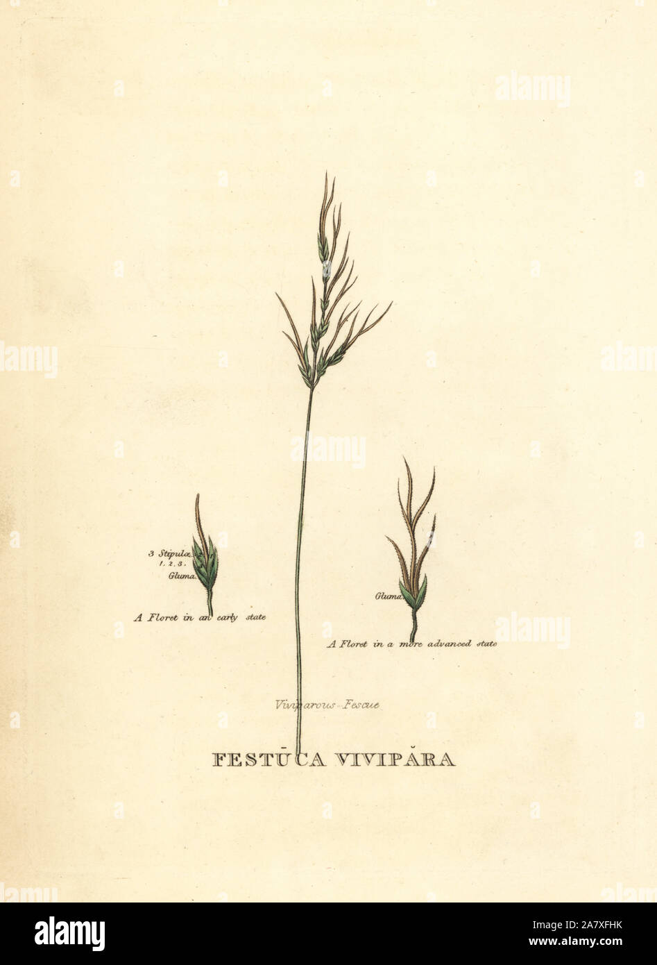 Viviparous sheep's fescue, Festuca vivipara. Handcoloured copperplate engraving after an illustration by Richard Duppa from his The Classes and Orders of the Linnaean System of Botany, Longman, Hurst, London, 1816. Stock Photo