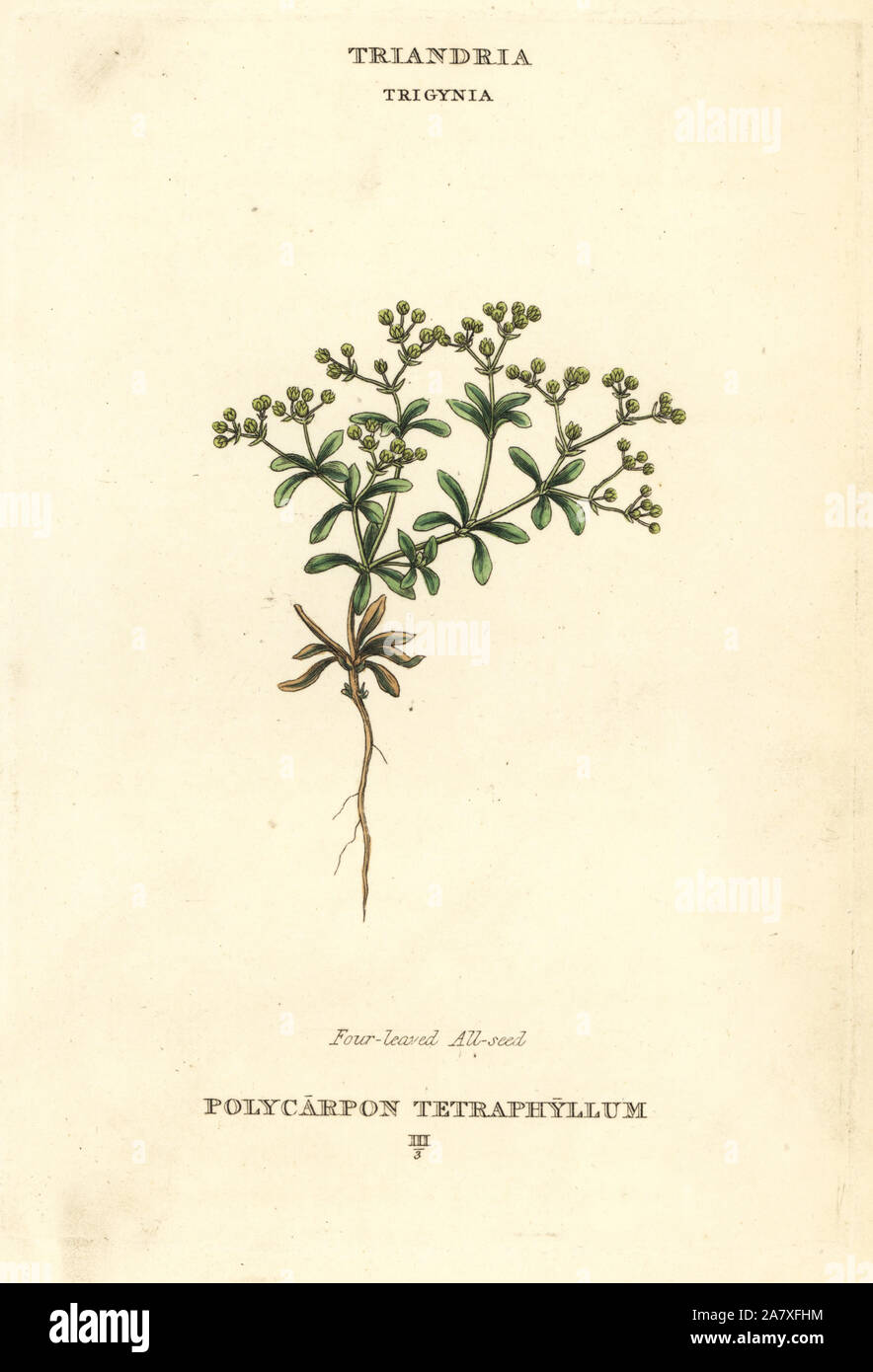 Four-leaved allseed, Polycarpon tetraphyllum. Handcoloured copperplate engraving after an illustration by Richard Duppa from his The Classes and Orders of the Linnaean System of Botany, Longman, Hurst, London, 1816. Stock Photo