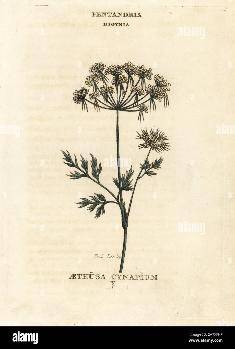 Fools parsley, Aethusa cynapium. Handcoloured copperplate engraving after an illustration by Richard Duppa from his The Classes and Orders of the Linnaean System of Botany, Longman, Hurst, London, 1816. Stock Photo
