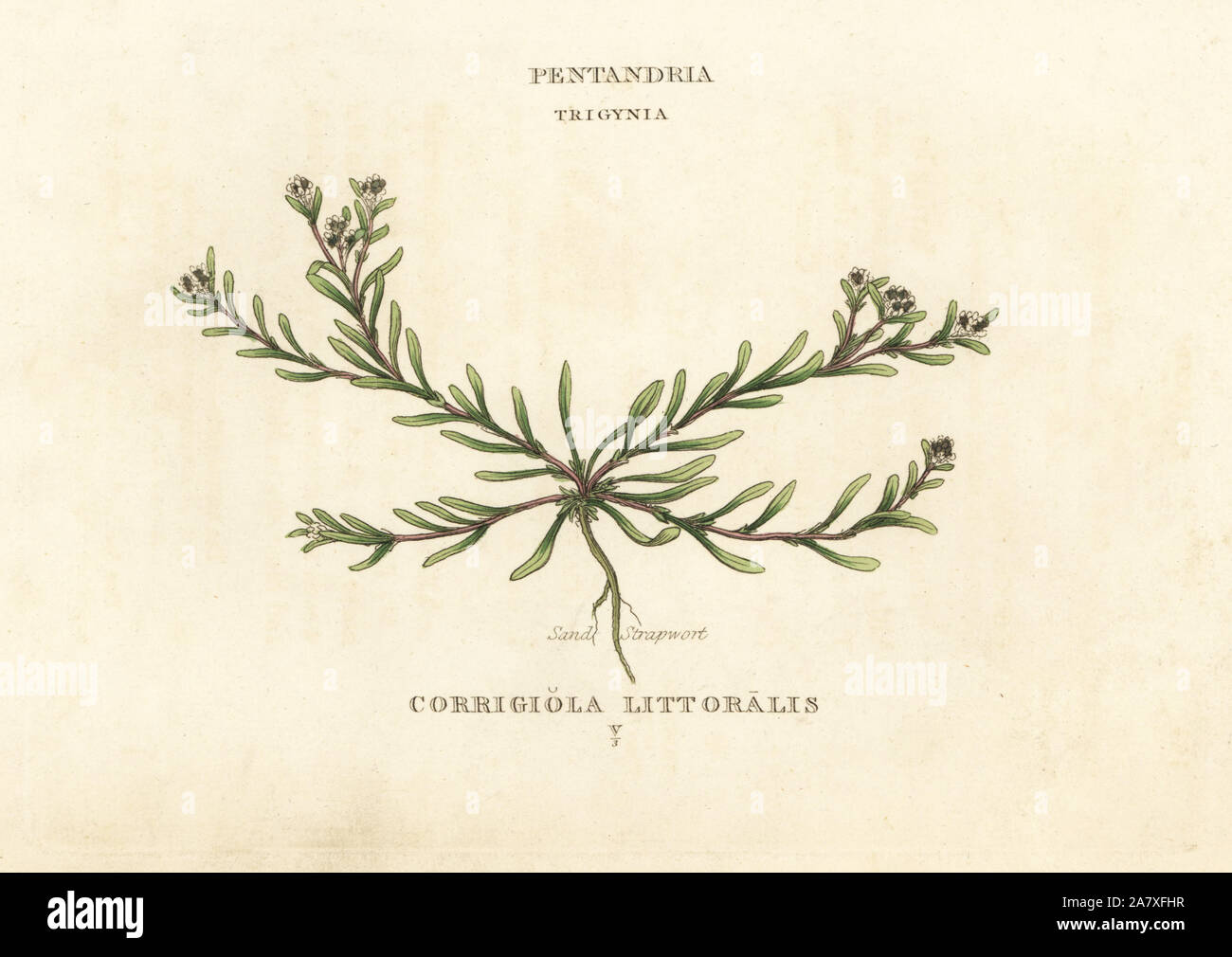 Sand strapwort, Corrigiola litoralis. Handcoloured copperplate