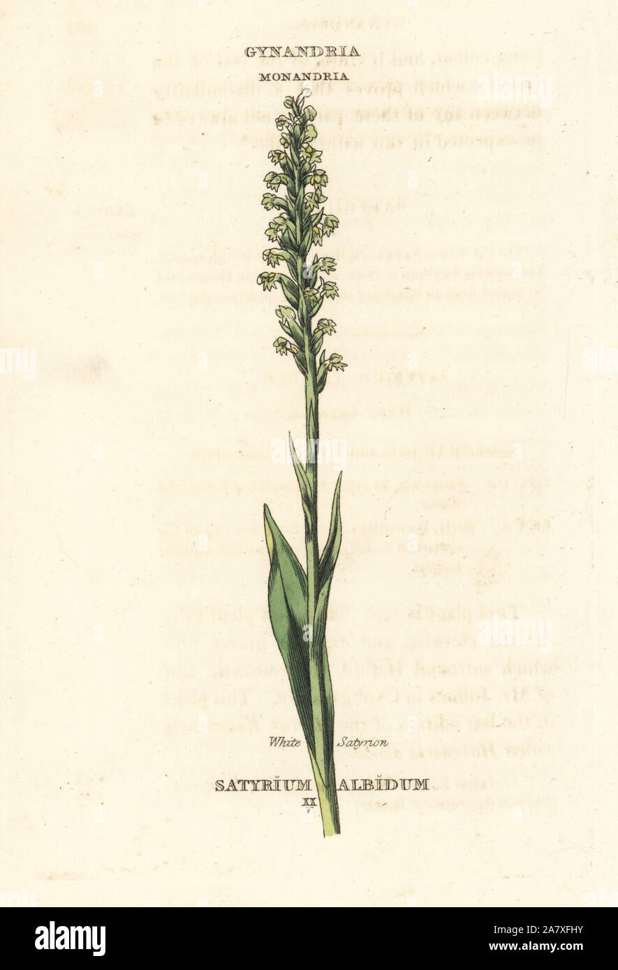 White satyrion orchid, Pseudorchis albida (Satyrium albidum). Handcoloured copperplate engraving after an illustration by Richard Duppa from his The Classes and Orders of the Linnaean System of Botany, Longman, Hurst, London, 1816. Stock Photo