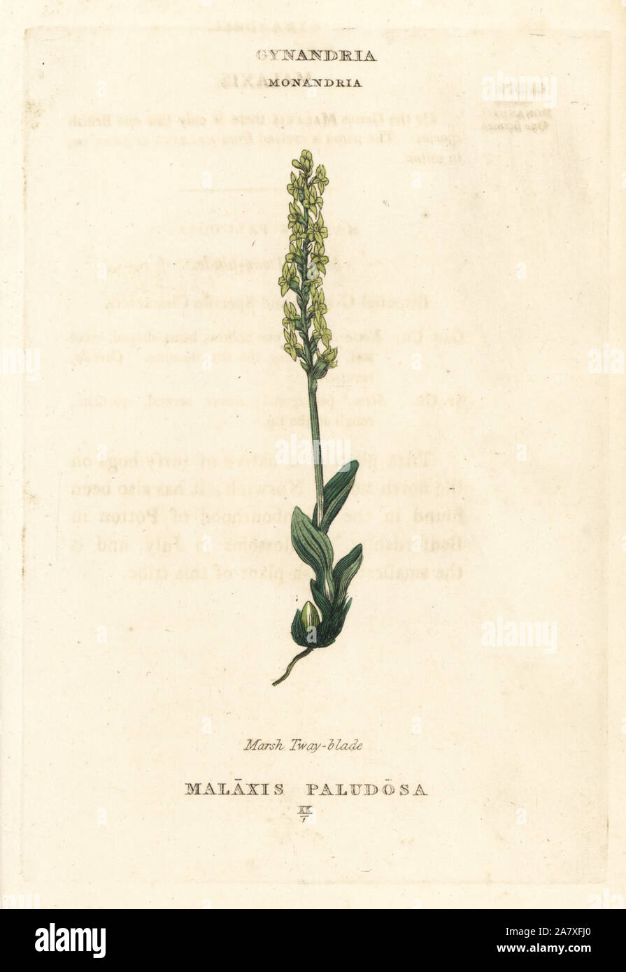 Bog orchid, Hammarbya paludosa (Marsh tway-blade, Malaxis paludosa). Handcoloured copperplate engraving after an illustration by Richard Duppa from his The Classes and Orders of the Linnaean System of Botany, Longman, Hurst, London, 1816. Stock Photo