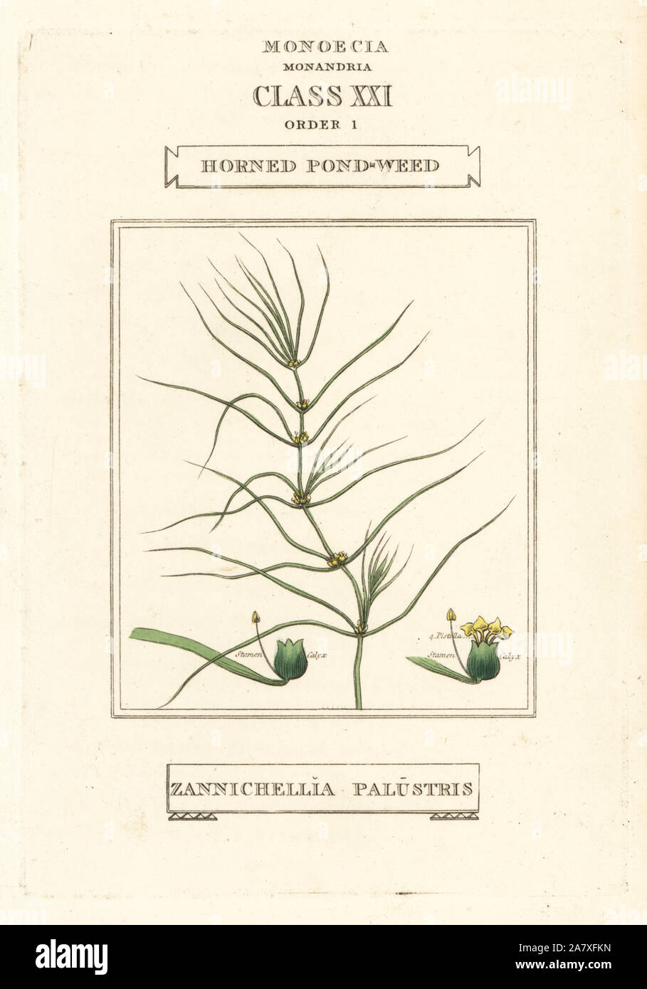 Horned pondweed, Zannichellia palustris. Handcoloured copperplate engraving after an illustration by Richard Duppa from his The Classes and Orders of the Linnaean System of Botany, Longman, Hurst, London, 1816. Stock Photo