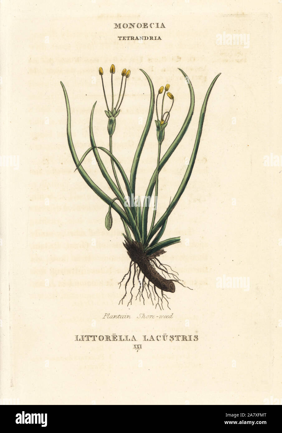 Plantain shore-weed, Littorella uniflora (Littorella lacustris). Handcoloured copperplate engraving after an illustration by Richard Duppa from his The Classes and Orders of the Linnaean System of Botany, Longman, Hurst, London, 1816. Stock Photo