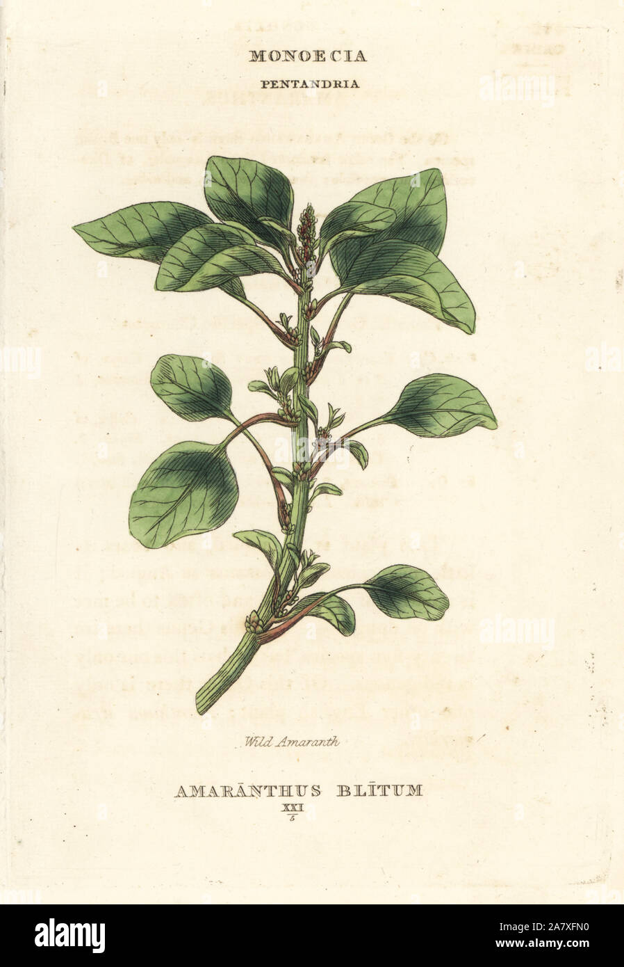 Wild or purple amaranth, Amaranthus blitum. Handcoloured copperplate engraving after an illustration by Richard Duppa from his The Classes and Orders of the Linnaean System of Botany, Longman, Hurst, London, 1816. Stock Photo