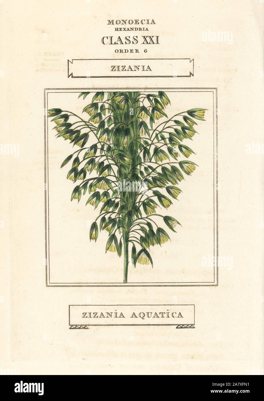 Wild rice, Zizania aquatica. Handcoloured copperplate engraving after an illustration by Richard Duppa from his The Classes and Orders of the Linnaean System of Botany, Longman, Hurst, London, 1816. Stock Photo