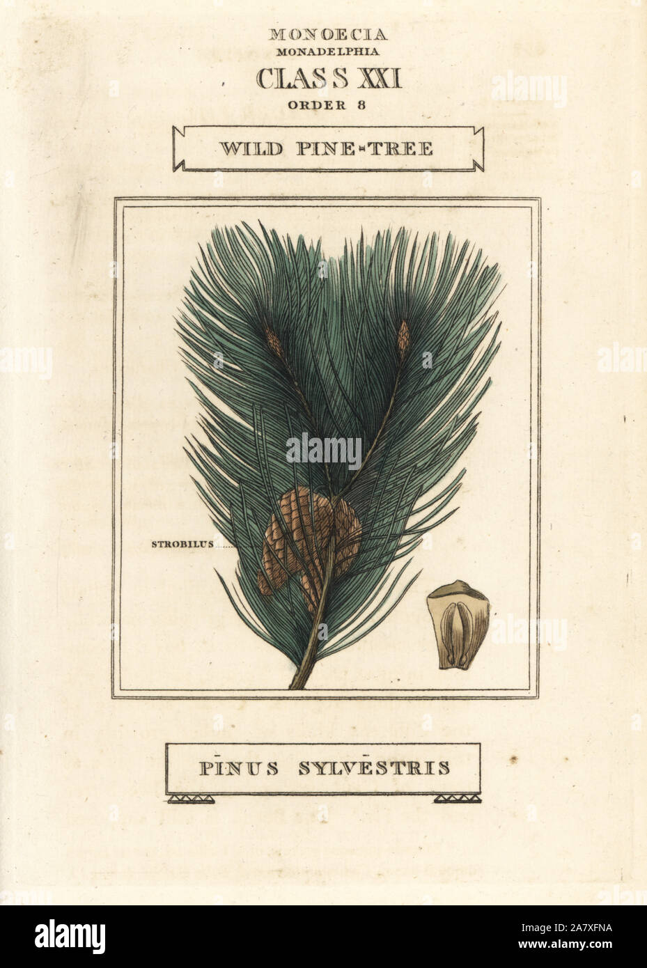 Pinus sylvestris illustration hi-res stock photography and images - Alamy