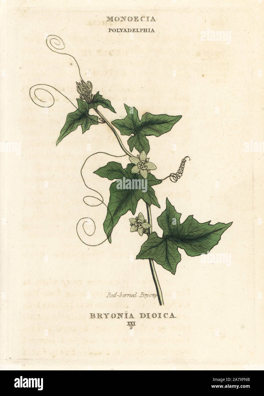 Red-berried bryony, Bryonia cretica subsp. dioica. Handcoloured copperplate engraving after an illustration by Richard Duppa from his The Classes and Orders of the Linnaean System of Botany, Longman, Hurst, London, 1816. Stock Photo