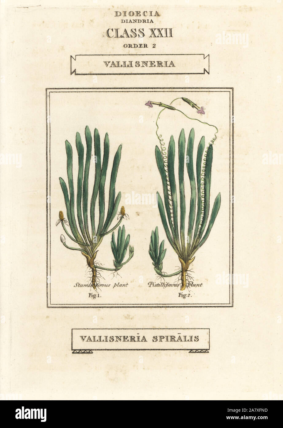 Tape grass or eel grass, Vallisneria spiralis. Handcoloured copperplate engraving after an illustration by Richard Duppa from his The Classes and Orders of the Linnaean System of Botany, Longman, Hurst, London, 1816. Stock Photo