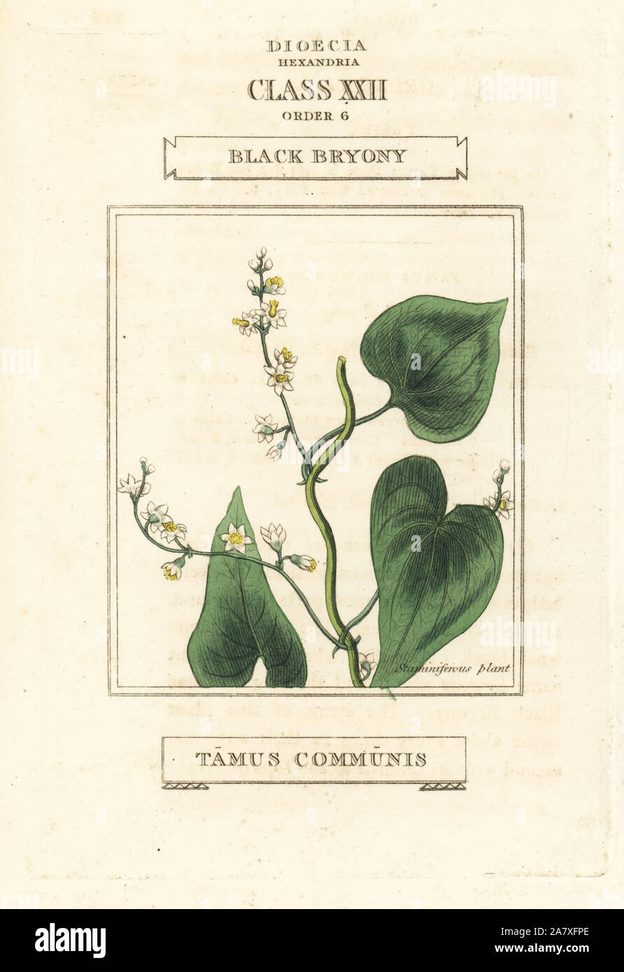 Black bryony, Dioscorea communis (Tamus communis). Handcoloured copperplate engraving after an illustration by Richard Duppa from his The Classes and Orders of the Linnaean System of Botany, Longman, Hurst, London, 1816. Stock Photo