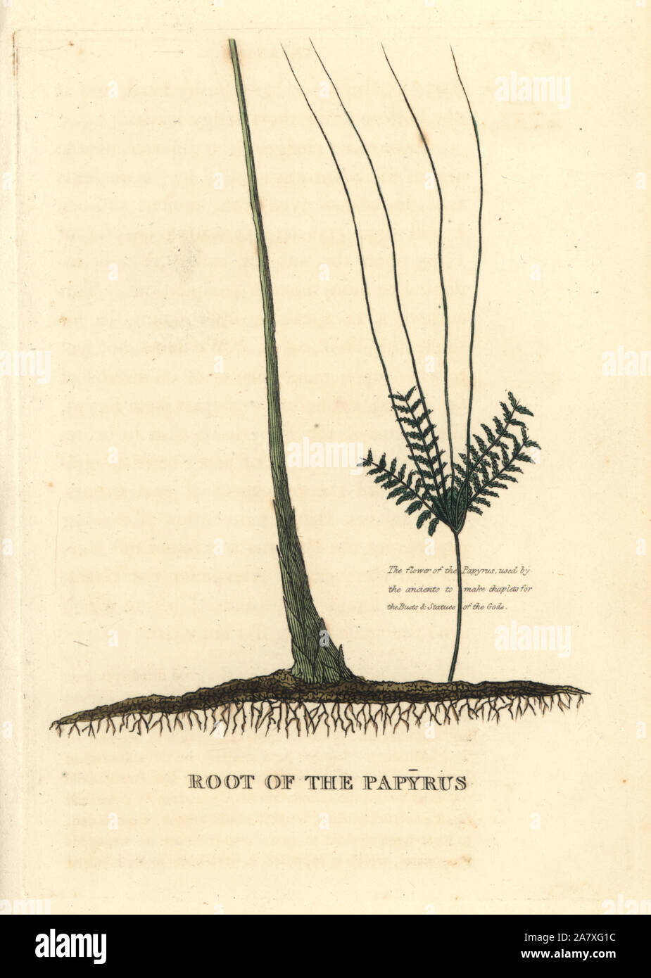 Papyrus grass root, Cyperus papyrus. Handcoloured copperplate engraving after an illustration by Richard Duppa from his The Classes and Orders of the Linnaean System of Botany, Longman, Hurst, London, 1816. Stock Photo