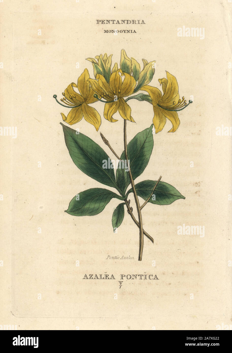 Yellow azalea, Rhododendron luteum (Pontic azalea, Azalea pontica). Handcoloured copperplate engraving after an illustration by Richard Duppa from his The Classes and Orders of the Linnaean System of Botany, Longman, Hurst, London, 1816. Stock Photo