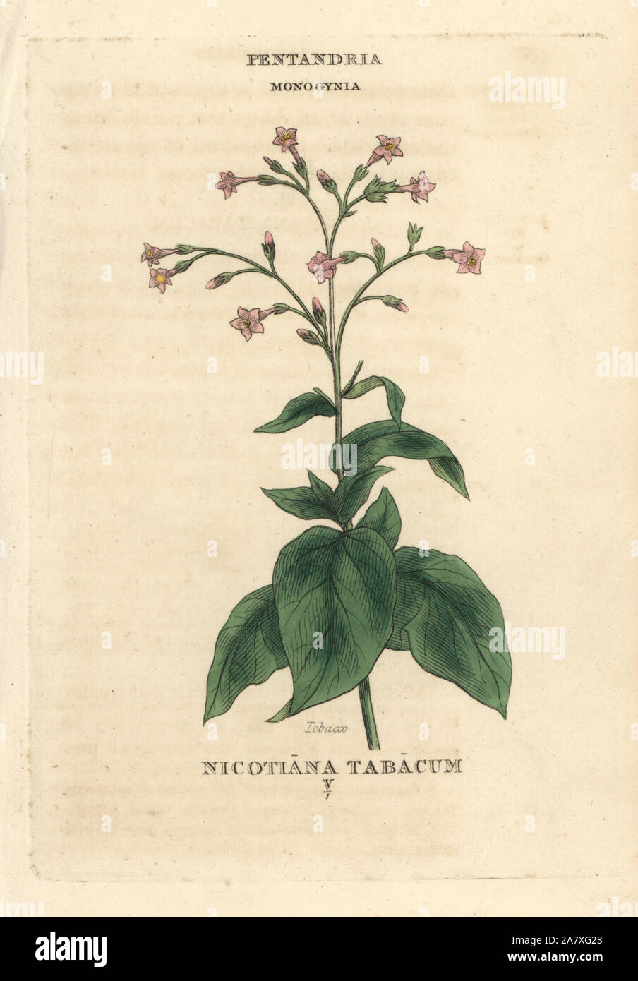 Tobacco, Nicotiana tabacum. Handcoloured copperplate engraving after an illustration by Richard Duppa from his The Classes and Orders of the Linnaean System of Botany, Longman, Hurst, London, 1816. Stock Photo